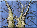 Tree canopy in winter