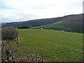 Sheep pasture near Gwarallt Farm