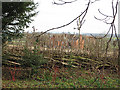 Coppiced hedge at Taynton