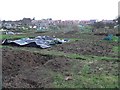 Ensbury Park: allotments