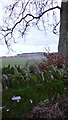 Moss covered wall by track to Scotston