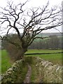 Bridleway to Bolton Abbey