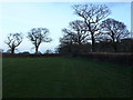 Hedgerows and trees near Glanvilles Wootton