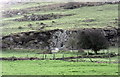 Disused quarry on the lower slopes of Moelypenmaen