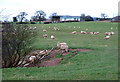 SO5382 : Sheep Grazing, Sutton Hill, Shropshire by Roger  D Kidd