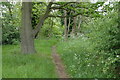 Footpath through Bridgnorth woods