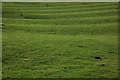 SP1743 : Ridge and furrow field, Hidcote Barton by Philip Halling