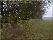 SS7938 : Beech trees and boundary wall by Robin Lucas