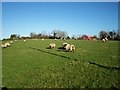 Sheep grazing, Cloghoge Road, Clare, Tandragee