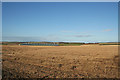 Stock sheds of Overbrae Farm beyond the stubble