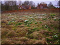 Barton Stacey - Snowdrops