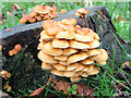 Fungi on a treestump