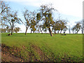 Orchard near Carswalls Manor