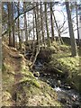 Streamside path amongst the trees