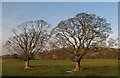 Trees in pasture near Pia Troon