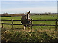 Inquisitive horse in paddock on Marley Lane