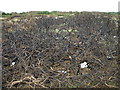 Burnt Gorse, Irvine