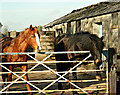 2008 : Stables at Norrington