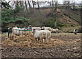 Sheep feeding