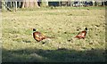 Cock Pheasants