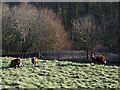 Balwen Sheep near Ebbesbourne Wake