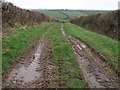 Field access track near Nethercott