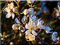 Flowers in a hedge near Faringdon Folly