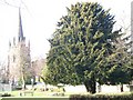 Yew Tree and All Saints