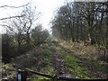 Bridleway alongside Fullmoor Wood