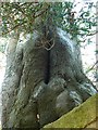 Tree, The Castle, Stroud