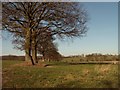 Footpath to Little Peverels