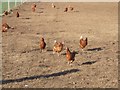 Free Range Hens