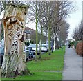 Tree sculpture in Marlborough Avenue, Hull