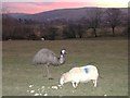 Emu and sheep at sunset