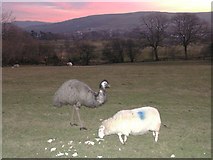 SN7414 : Emu and sheep at sunset by Hywel Williams