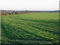 View across the fields from Church Street, Woodnesborough