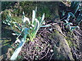 Spring Snowdrops - Culcheth Linear Park