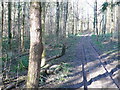 Woodland track near Purse Caundle