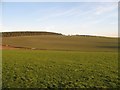 NT6617 : Hill fields above Kersheugh by Richard Webb