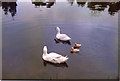 Ducks on Village Pond, Edgefield Green, Norfolk