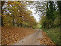 Autumn leaves at Upton Cressett