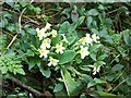 Early Primroses