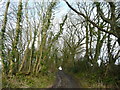 Rough track and footpath