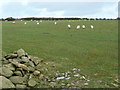 Sheep pasture near Starapark