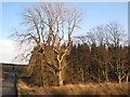 Roadside tree at Craiggyford Bridge