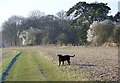 Bridleway near Little Durnford