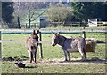 Donkeys at Little Durnford Manor