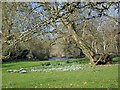 Snowdrops, Little Durnford Manor