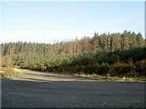 T2293 : Conifer Plantation, Carrick Mountain. by David Quinn