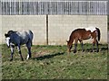 Spotted and blanket spotted ponies near Lower Woodford